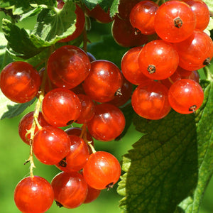 'Rovada' Redcurrant Bush Soft Fruit