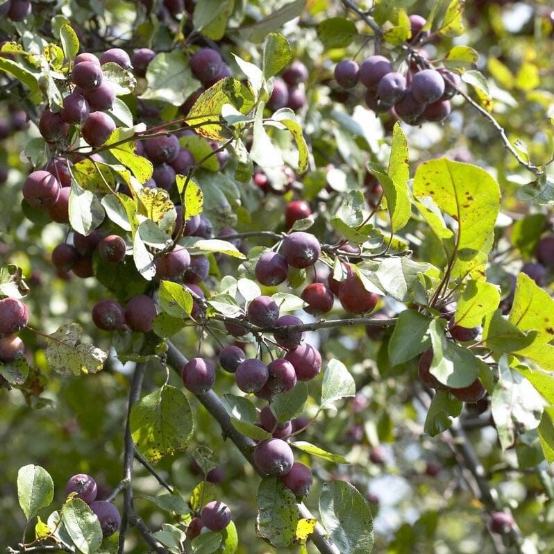 'Neville Copeman' Purple Crabapple Tree