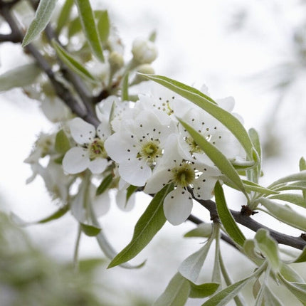 Ornamental Weeping Silver Pear Tree | Pyrus salicifolia 'Pendula' Ornamental Trees