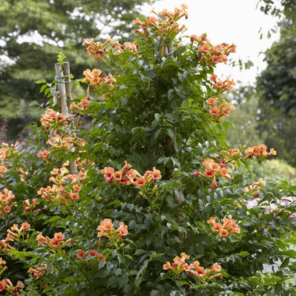 Trumpet Creeper | Campsis 'Indian Summer' Climbing Plants