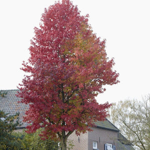 Sweetgum Tree | Liquidambar styraciflua 'Worplesdon' Ornamental Trees