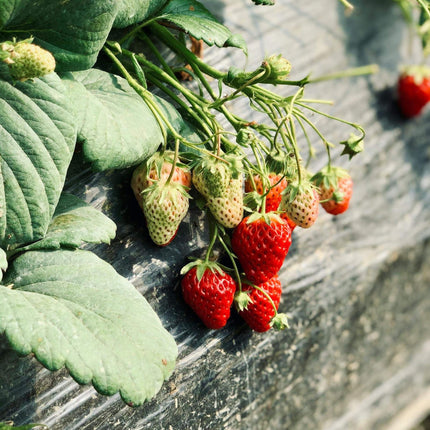 'Rhapsody' Strawberry Plants Soft Fruit