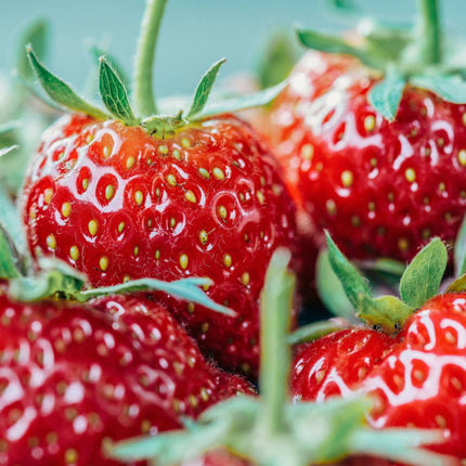 'Rhapsody' Strawberry Plants Soft Fruit