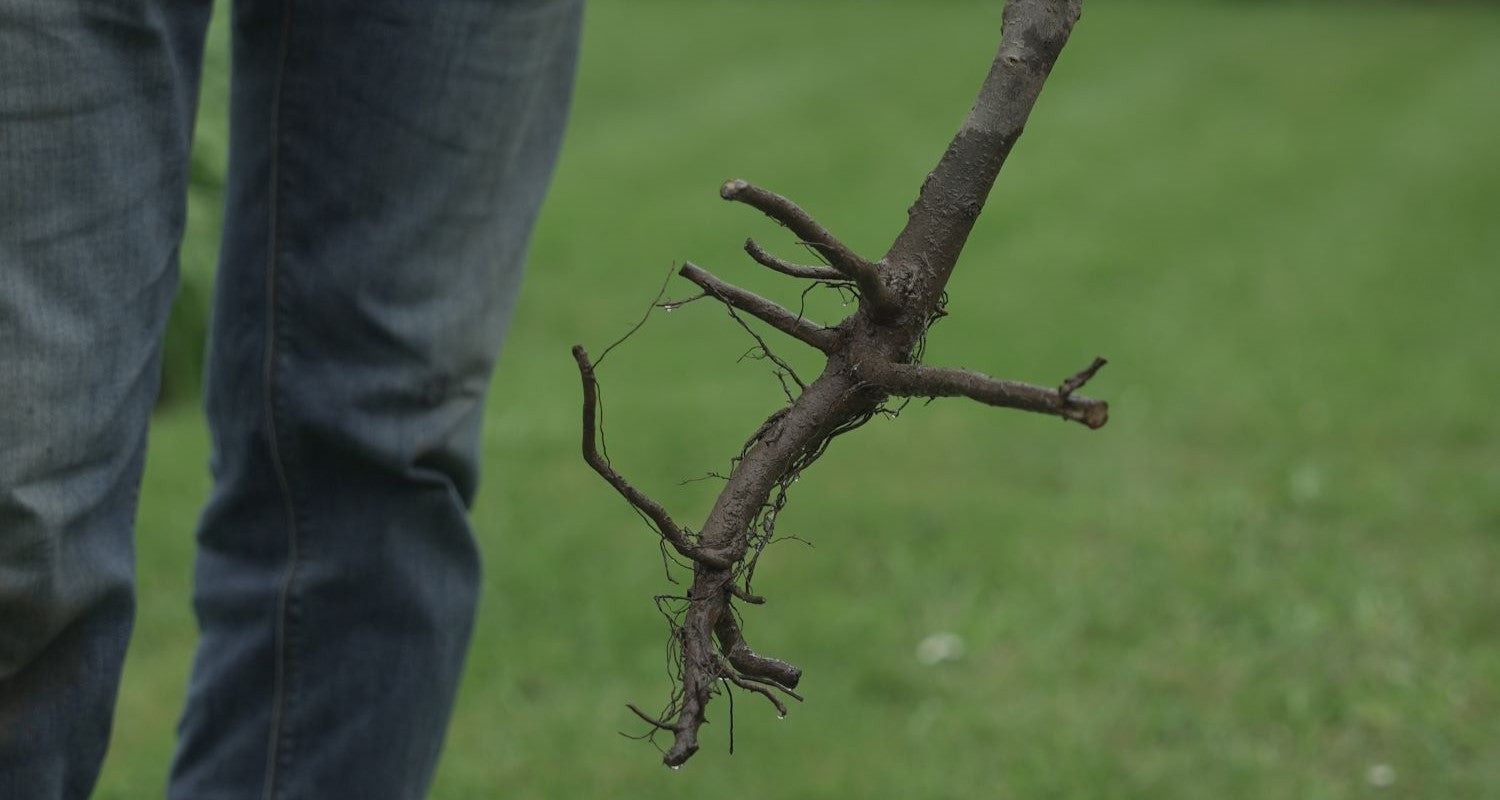 What Is a Rootstock?