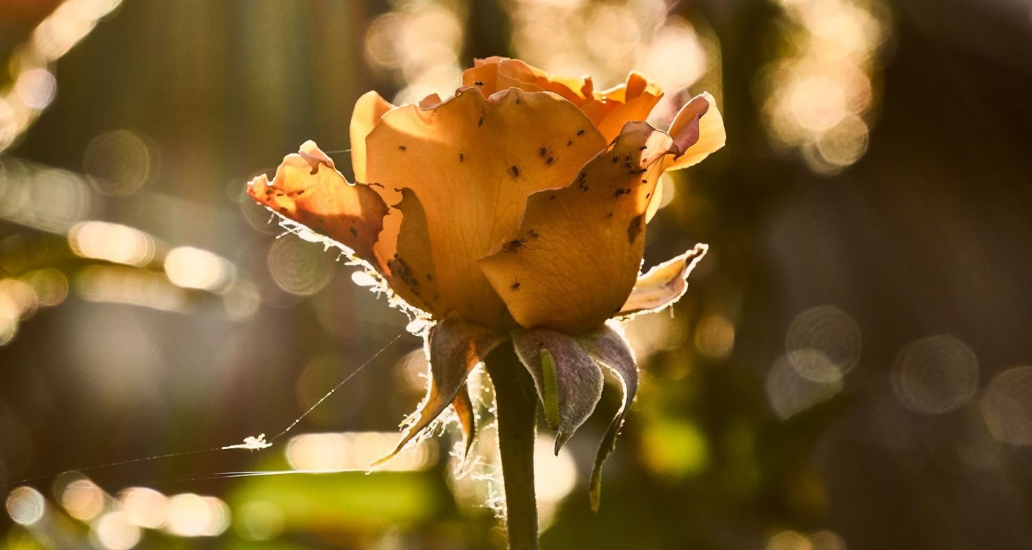 Rose Plant Diseases and Pests: Signs and Solutions