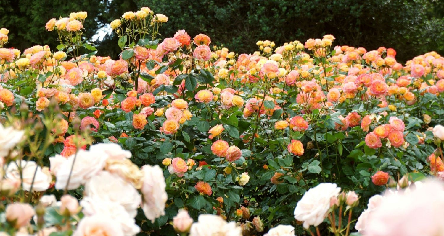 Rose Types: Choosing the Best Roses for Your Garden