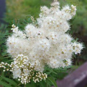 'Pink Pagoda' Rowan Tree | Sorbus hupehensis Ornamental Trees