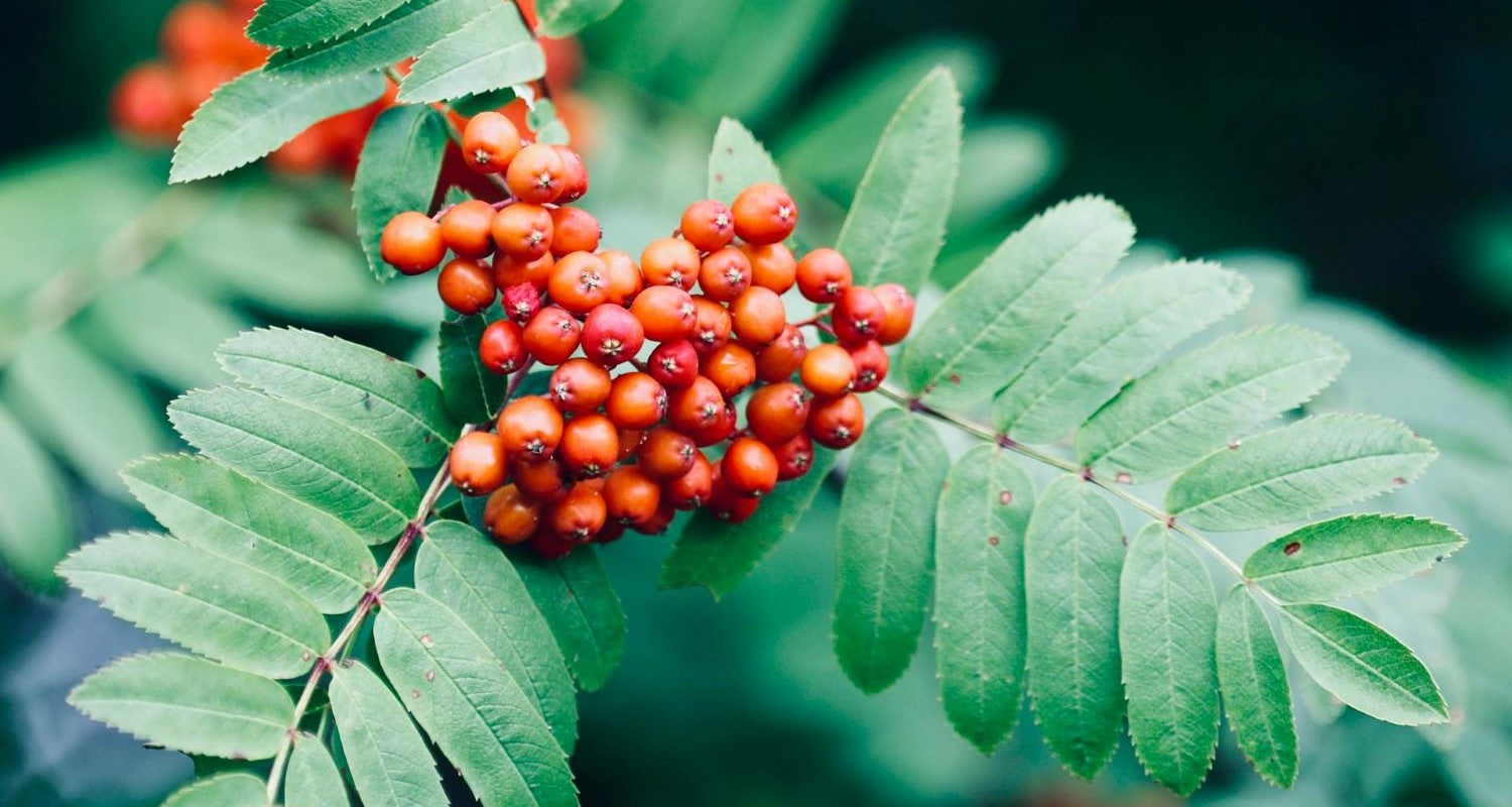 Rowan Berry: A Bird’s Favourite Food?