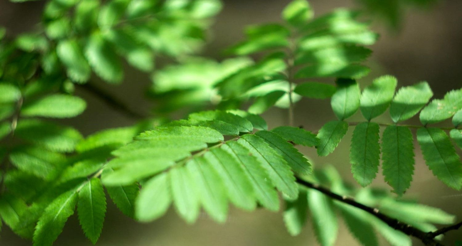 Rowan Tree Leaves: Identifying a Mountain Ash Tree