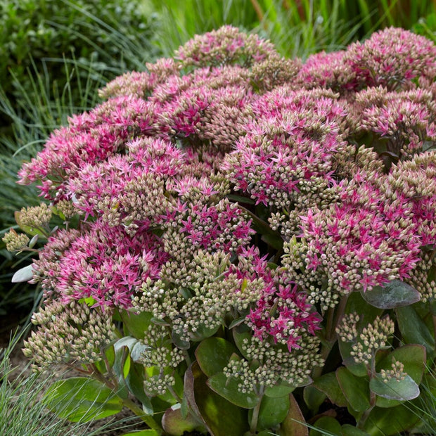 Sedum 'Class Act' Perennial Bedding