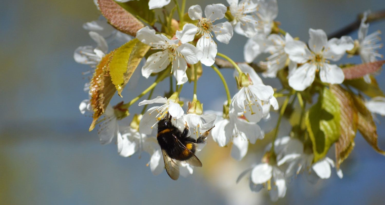 Self Pollinating Apple Trees? Your Guide to Apple Pollination Groups