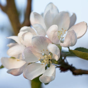 'Worcester Pearmain' Apple Tree Fruit Trees