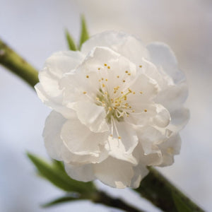 Patio Peach Tree | Prunus Persica 'White Peachy'