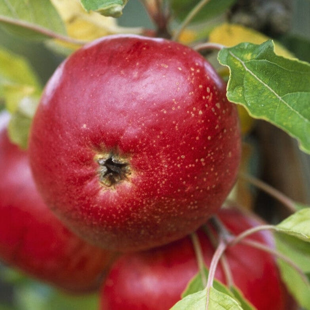 'Fiesta' Apple Tree Fruit Trees