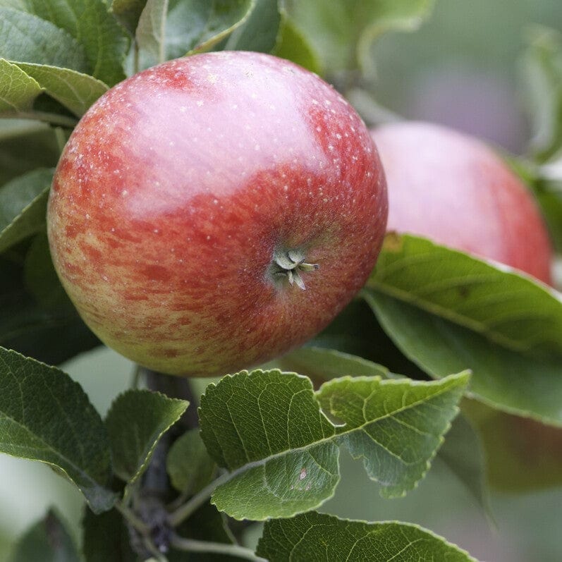 'Lord Lambourne' Apple Tree