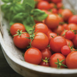 'Gardeners Delight' Tomato Plants Vegetables