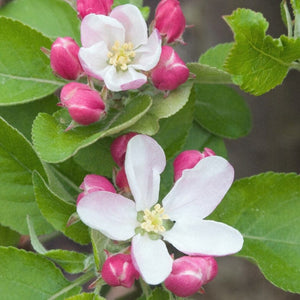 'Ellison's Orange' Apple Tree Fruit Trees