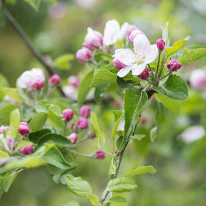 'Fiesta' Apple Tree Fruit Trees