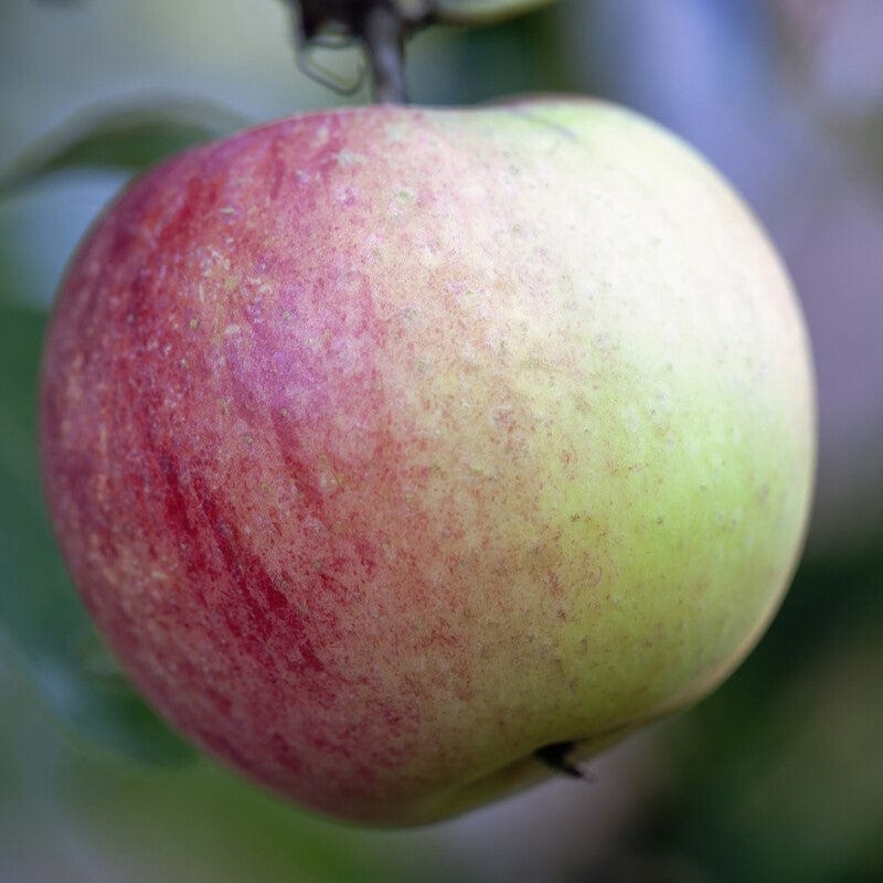 'Worcester Pearmain' Apple Tree