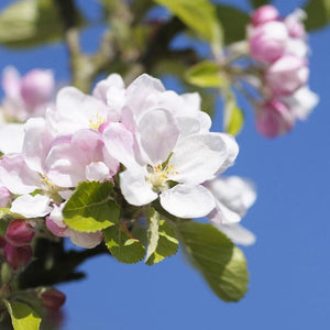 'Sunset' Apple Tree Fruit Trees