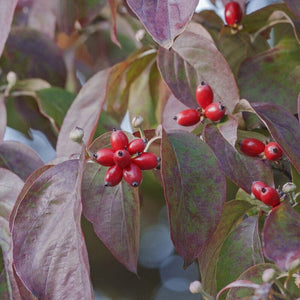 Flowering Dogwood Tree | Cornus florida Ornamental Trees