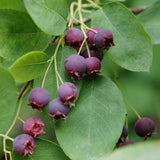 Serviceberry Tree | Amelanchier arborea 'Robin Hill'