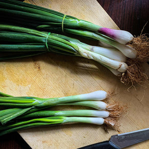 'White Lisbon' Spring Onion Plants