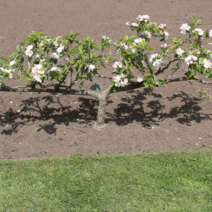 Stepover Apple Tree Trained Fruit Trees