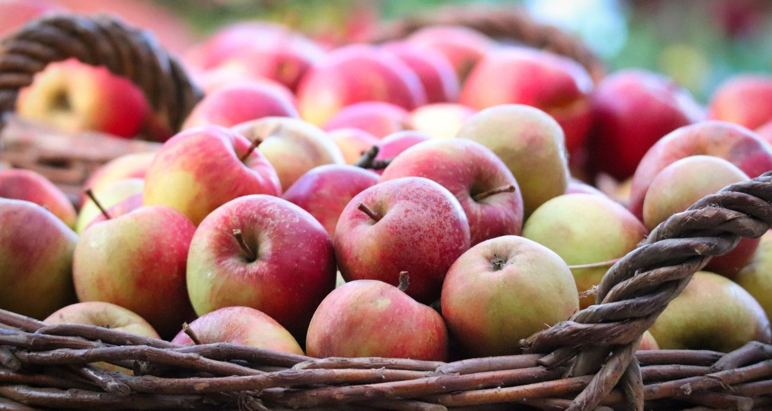 Storing Apples Picked at Home