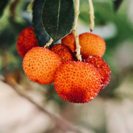 Strawberry Tree | Arbutus unedo Ornamental Trees