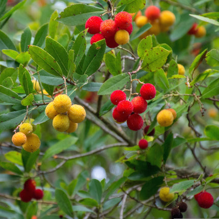 Strawberry Tree | Arbutus unedo Ornamental Trees