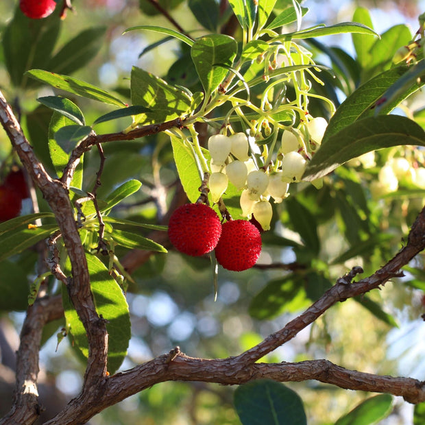 Strawberry Tree | Arbutus unedo Ornamental Trees