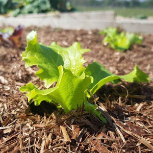 3m² Strulch | The Straw Mulch for Organic Gardening Add ons