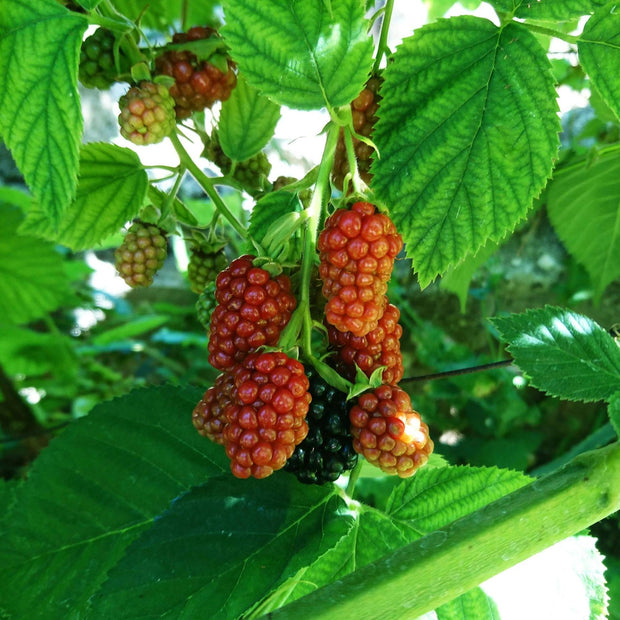 'Buckingham' Thornless Tayberry Plants Soft Fruit