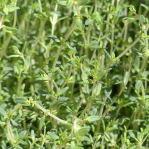 Thyme Plants Vegetables