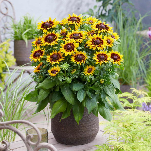 Rudbeckia 'Tiger SmileyZ' Perennial Bedding