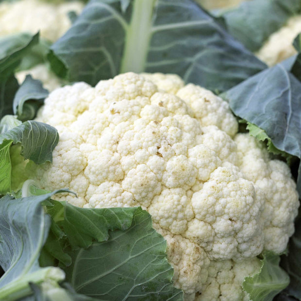 'Tirza' Cauliflower Plants Vegetables