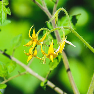 'Gardeners Delight' Tomato Plants Vegetables