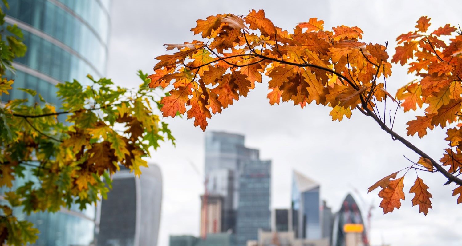 Trees for Cities: The Best Urban Trees