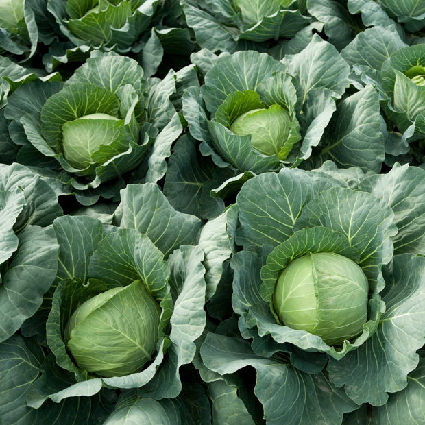 'Tundra F1' Winter Cabbage Plants Vegetables