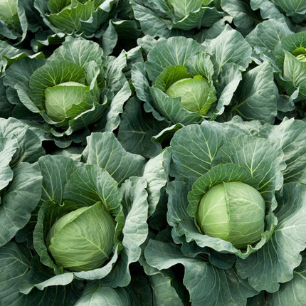 'Tundra F1' Winter Cabbage Plants Vegetables