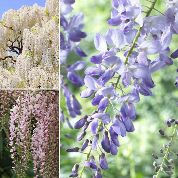 Ultimate Wisteria Collection Climbing Plants