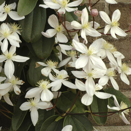 Evergreen Clematis | Clematis armandii