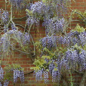 Japanese Wisteria | Wisteria floribunda 'Black Dragon' Climbing Plants