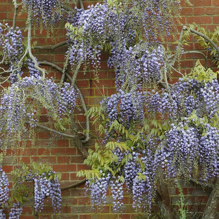 Japanese Wisteria | Wisteria floribunda 'Black Dragon' Climbing Plants