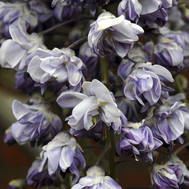 Japanese Wisteria | Wisteria floribunda 'Black Dragon' Climbing Plants