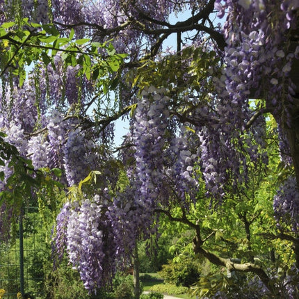 Chinese Wisteria | Wisteria sinensis 'Prolific' Climbing Plants