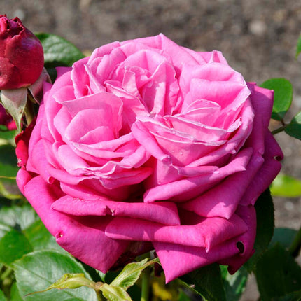 Birthday Boy' Hybrid Tea Rose Shrubs