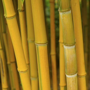 Golden Bamboo | Phyllostachys aureosulcata 'Spectabilis'