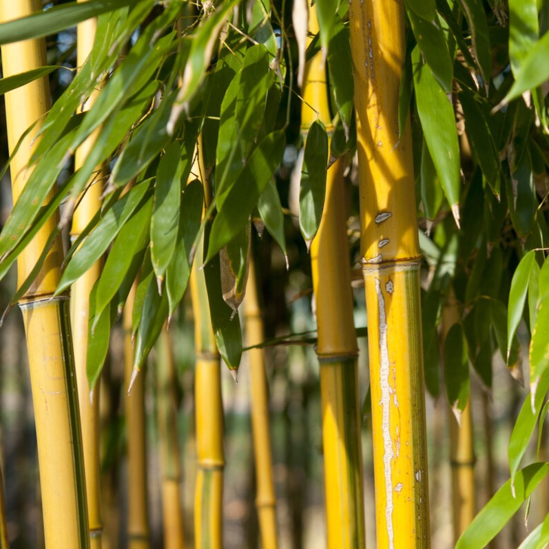 Golden Bamboo | Phyllostachys aureosulcata 'Spectabilis'